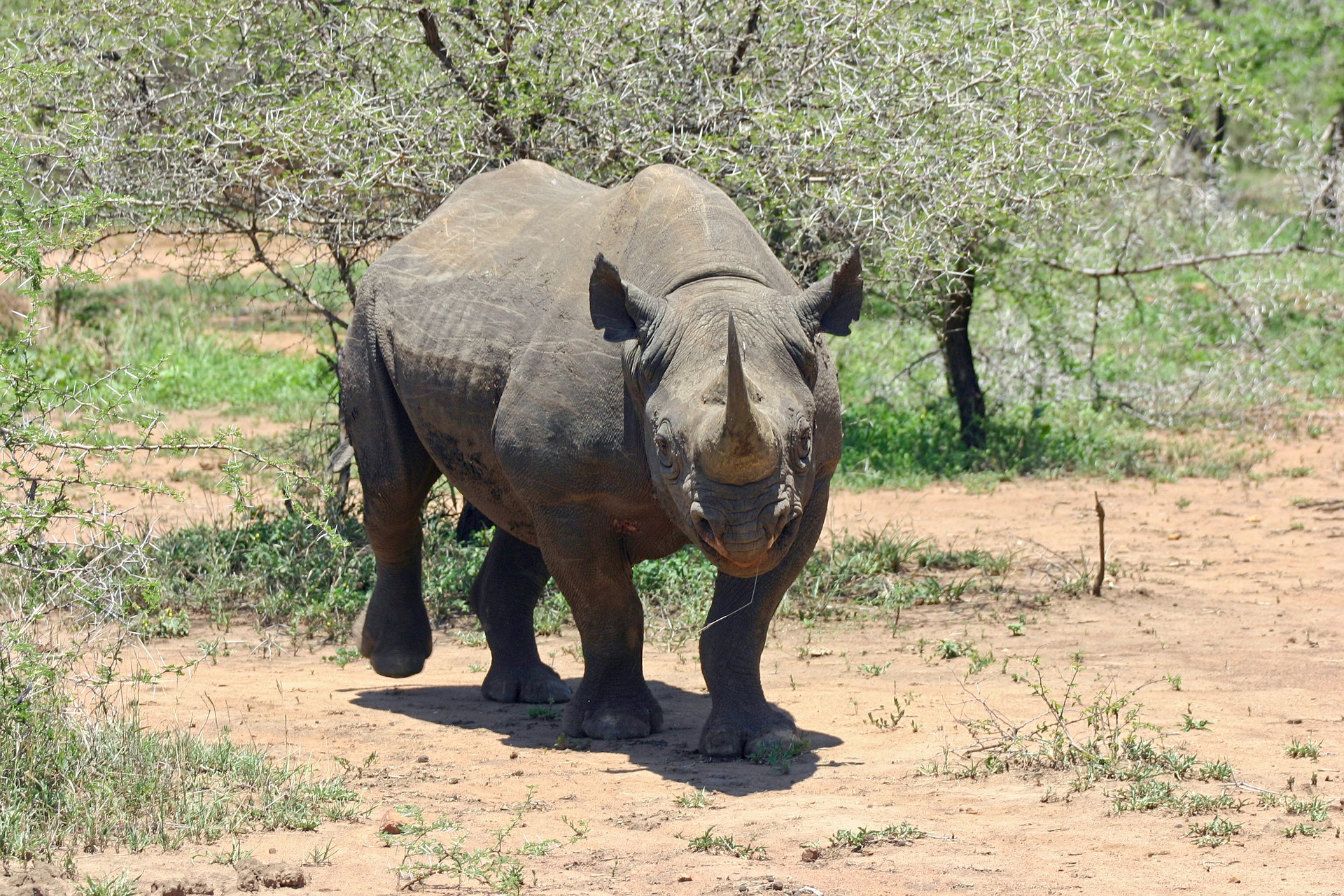 rhino